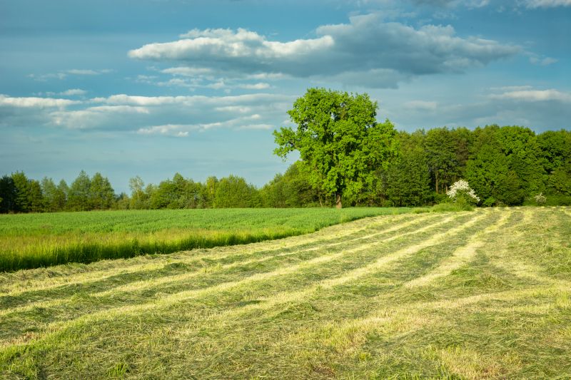 Acreage Clearing in Gwinnett County, GA