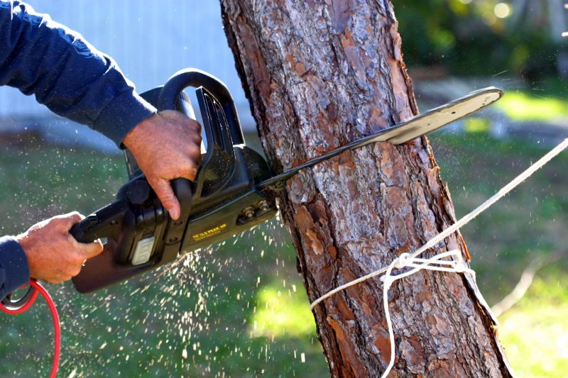 Dogwood Tree Removal in Reno, NV