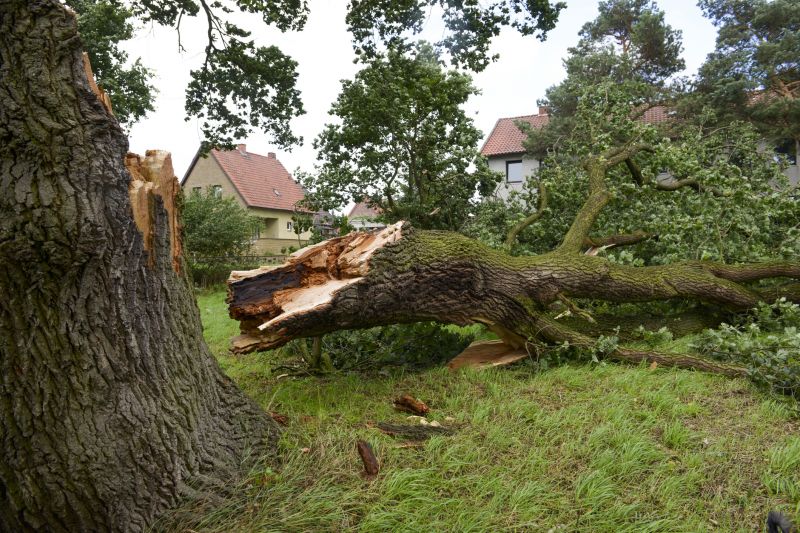 Elm Tree Removal in Aiken, SC