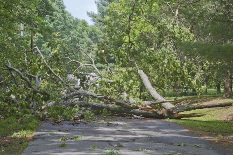 Fallen Tree on a Commercial Property