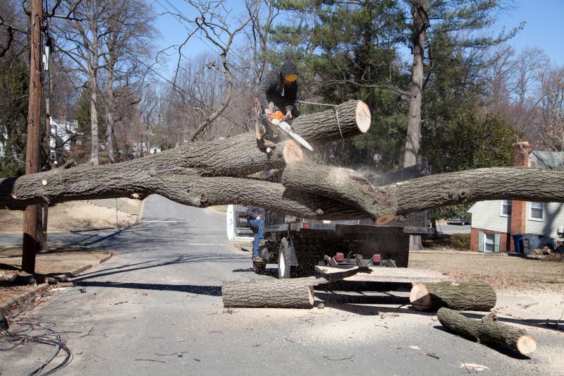 Residential Tree Removal Team