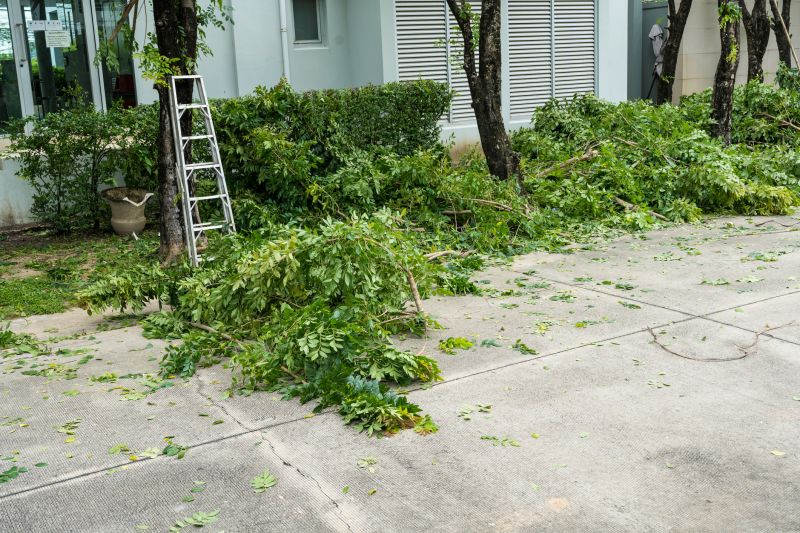 Mimosa Tree Removal in Duluth, MN