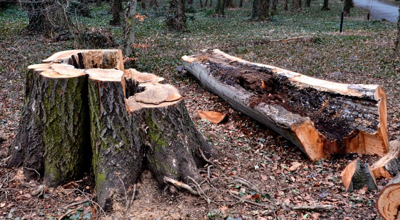 Tree Removal Service in Duluth, MN